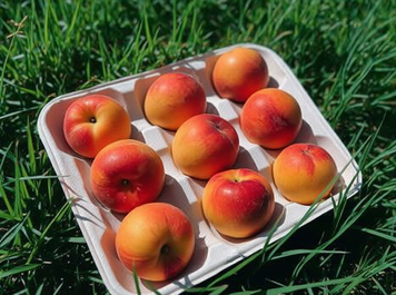 🍑 Wkładka do brzoskwiń 480&times;285 mm